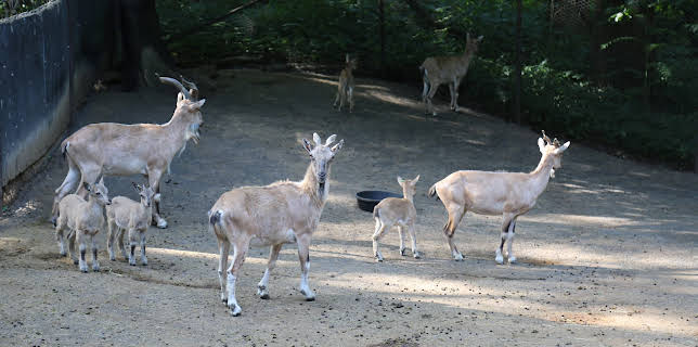 06:50: The Zoo (S3 E5) (S3) | Animal Planet | 1/8 2026