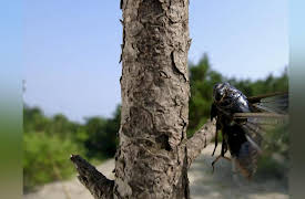 Nature's Strangest Mysteries: Solved Season 1: Bug Mathematician