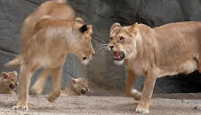 Leopard, Seebär & Co.