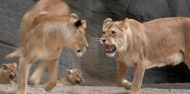 11:40: Leopard, Seebär & Co. | NDR Fernsehen | 12/10 2025