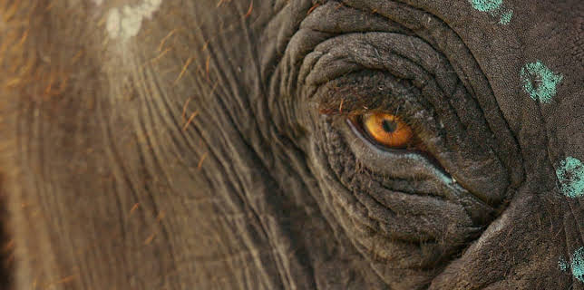 Elefantviskarna (2022)