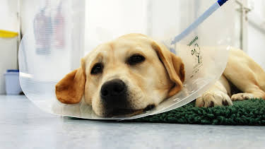 3:00 PM: The Supervet: Noel Fitzpatrick (S5 E12) (S5) | W | 1/18 2026