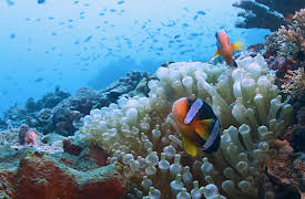 Splash and Bubbles: Get Your Feet Wet, Season 1: So Many Kinds of Fish Song