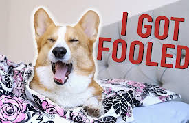 Topi the Corgi: April Fools