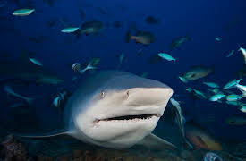 I Was Prey: Episode 13