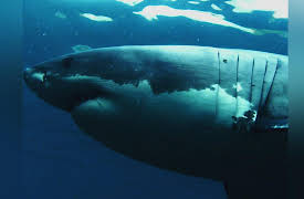 discovery+ Immersions, Season 1: Swimming with the Sharks