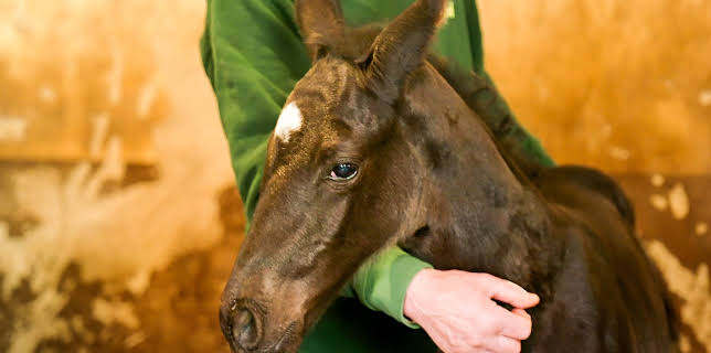 02:40: Tierarzt für alle Felle | MDR Fernsehen | 2/26 2026