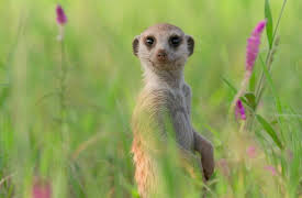 Meerkat Manor: Rise of the Dynasty, Season 1: Paradise Lost