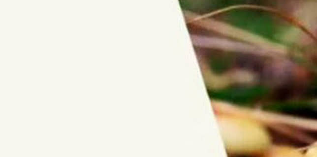 05:25: El encantador de setas | La Otra | 12/21 2025