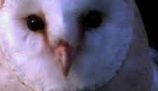 ¿Cómo lo hacen? Mundo animal: Lechuzas supersónicas y pulpos invisibles