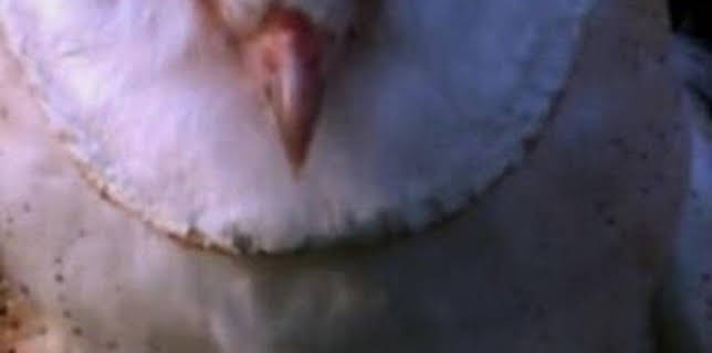 06:23: ¿Cómo lo hacen? Mundo animal: Lechuzas supersónicas y pulpos invisibles | Discovery Max | 3/1 2026