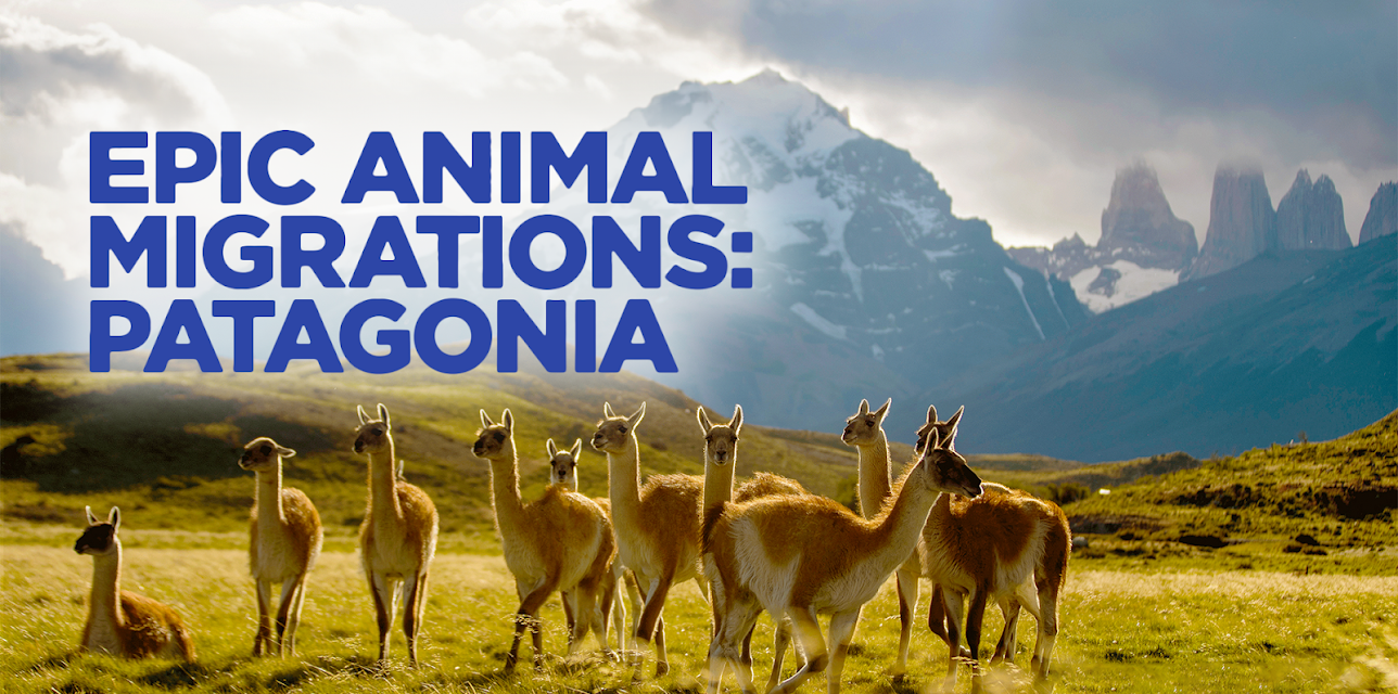 Epic Animal Migrations: Patagonia (2023)