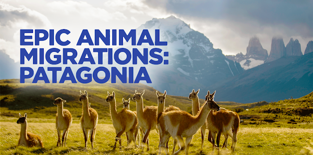 Epic Animal Migrations: Patagonia (2023)