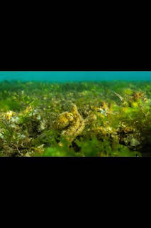 21:00: Los secretos de los pulpos: Seres sociales | National Geographic | 4/3 2026