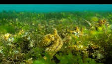 Los secretos de los pulpos: Seres sociales