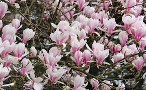 Schnittgut. Alles aus dem Garten