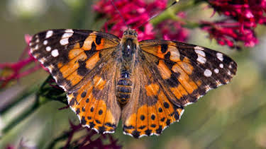 17:50: Schmetterlinge!!! - Superhelden der Natur | Arte | 4/8 2026