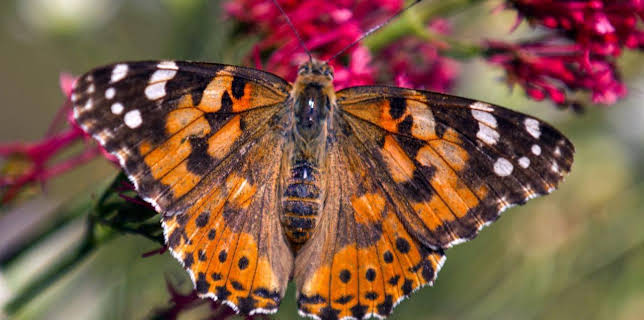 13:05: Schmetterlinge!!! - Superhelden der Natur | Arte | 11/29 2025
