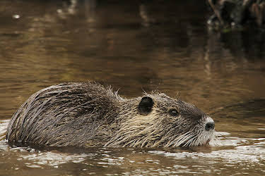 14:50: Freche Viecher (3/3) | 3SAT | 5/4 2026