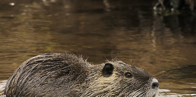 14:50: Freche Viecher (3/3) | 3SAT | 1/12 2026