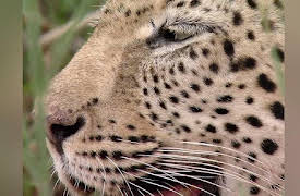 Caught in the Act, Season 1: Zombie Fish