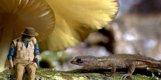 10:35: Andys ville vasseventyr: Andy og pygmegekkoen | NRK Super | 11/13 2025