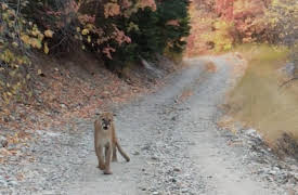 History's Most Shocking Season 1: Man Stalked By Cougars, Skydiver Miracle, Buried Alive & Terrifying Drive