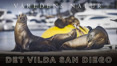20:00: Världens natur: Vilda San Diego | SVT2 | 5/13 2026