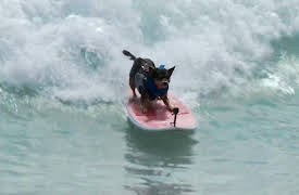 Pets in Paradise: World's Record Holder