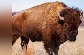 The American West: History, Myth, and Legacy: Struggles of the Plains Indians