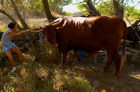 Pets in Paradise: Frisbee Dogs