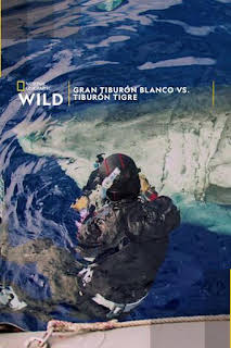 00:25: Gran tiburón blanco vs. tiburón tigre | Nat Geo Wild | 4/3 2026