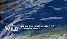 Gran tiburón blanco vs. tiburón tigre