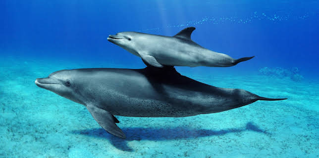 02:05: Ville familier: Havene | NRK 2 | 1/5 2026