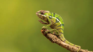 09:53: Little Giants (S1 E10) (S1) | Animal Planet | 4/7 2026