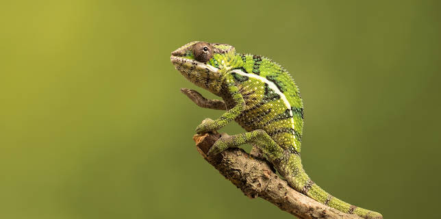 09:53: Little Giants (S1 E10) (S1) | Animal Planet | 11/25 2025