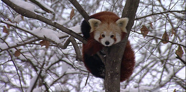 14:25: Elefant, Tiger & Co. (236) | MDR Fernsehen | 1/22 2026