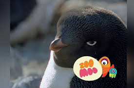 Dance Fever: Antarctic Penguins