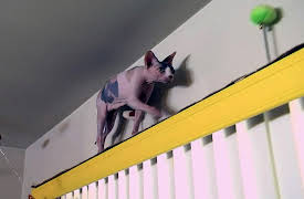 My Cat From Hell Season 1: Fifi's Ruining My Love Life