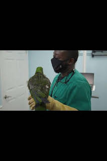 19:30: Critter fixers: Veterinarios rurales: Ningún pájaro se queda atrás | Nat Geo Wild | 7/13 2026
