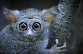 Earth at Night in Color: Tarsier Forest