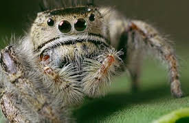 Absurd Planet: Extremeliest