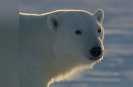 Frozen Planet Season 1: To The Ends of the Earth, Part 1