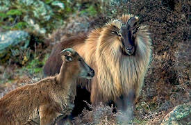 Hard Truths of Conservation With Dan Cabela, Season 1: King of the Mountain