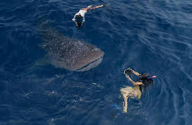 Guardians of the Reef: Protecting Megamouths