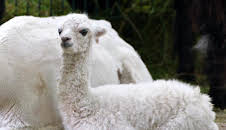 Leopard, Seebär & Co.