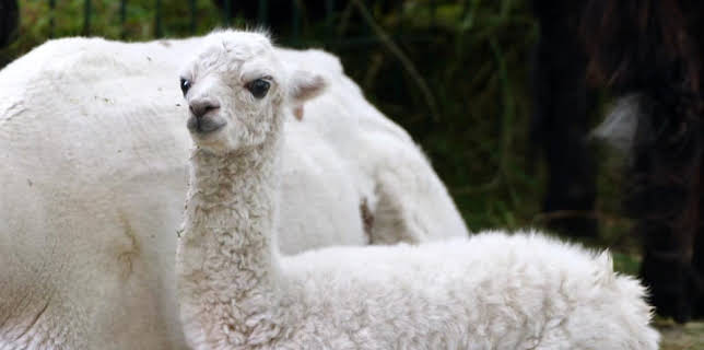 16:10: Leopard, Seebär & Co. | Das Erste | 3/25 2026