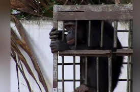 Escape to Chimp Eden Season 1: -2