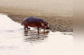 Tales From Zambia: Hippo River