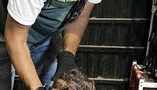 Seprona en acción: Episodio 6